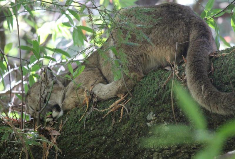 Photo 5 from FELIDAE CONSERVATION FUND